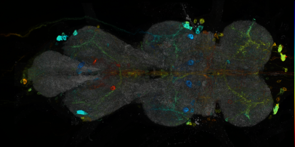 P{VT040004-GAL4} expression pattern