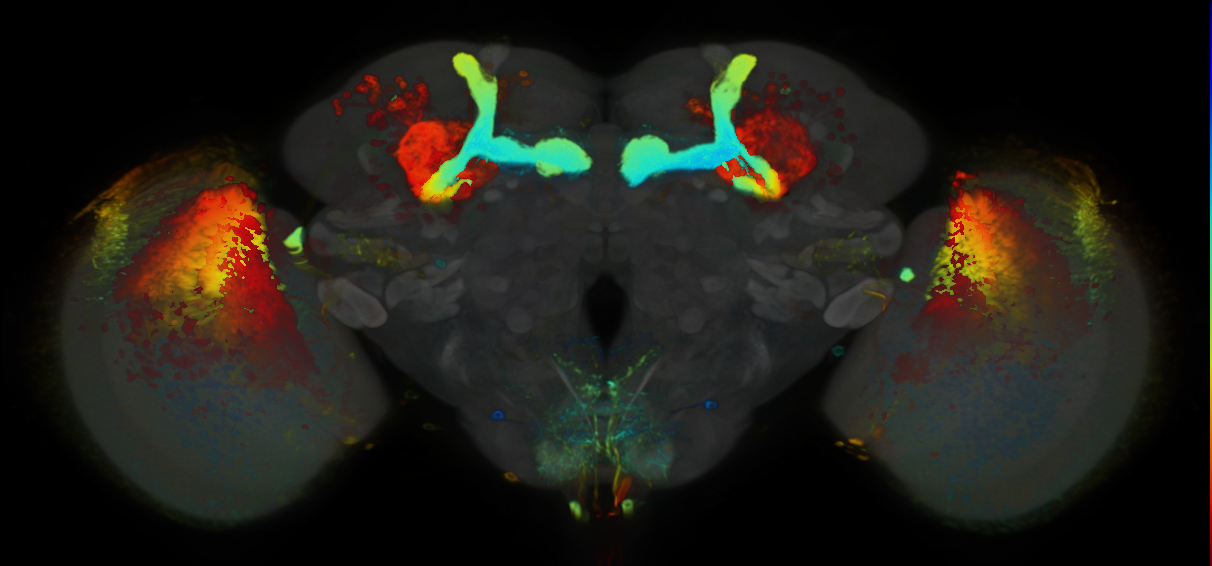 P{VT040034-GAL4} expression pattern