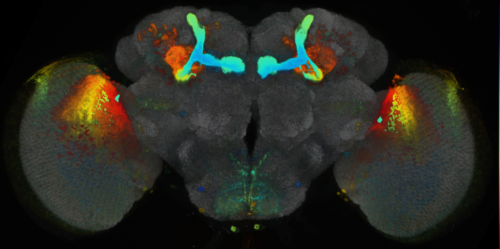 P{VT040034-GAL4} expression pattern