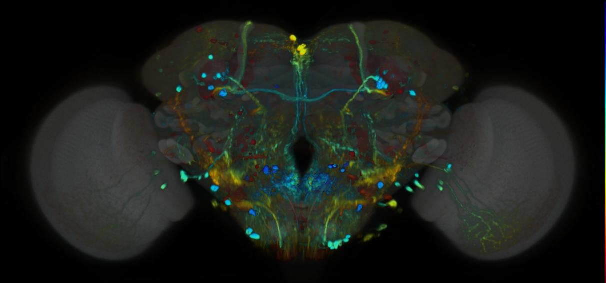 P{VT040346-GAL4} expression pattern