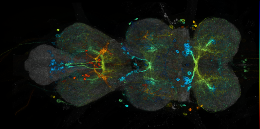 P{VT040346-GAL4} expression pattern