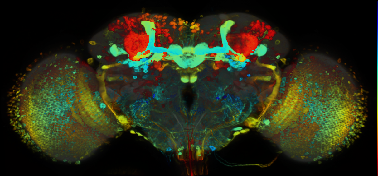 P{VT040557-GAL4} expression pattern