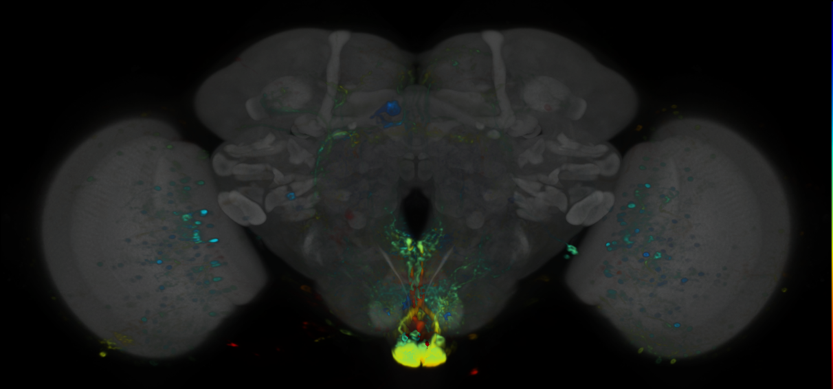 P{VT040560-GAL4} expression pattern