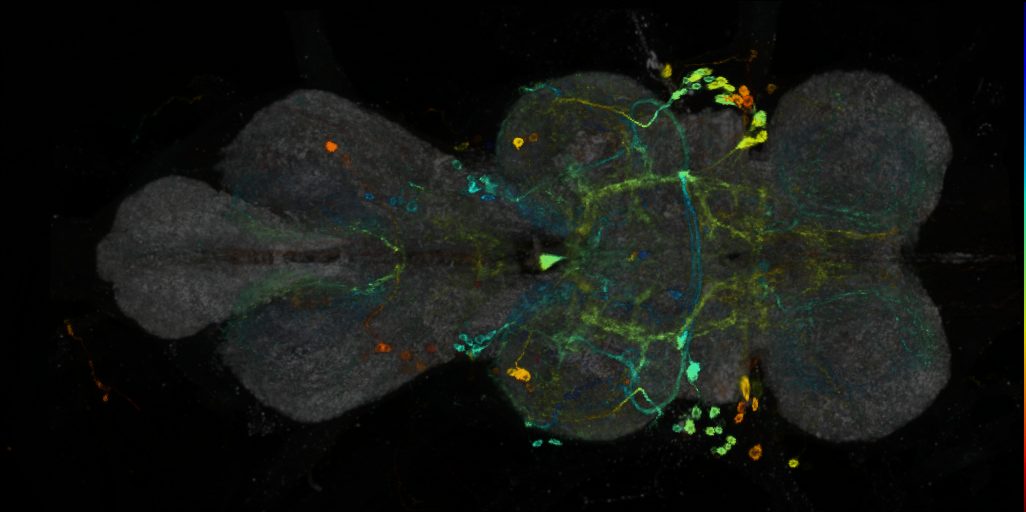 P{VT040560-GAL4} expression pattern