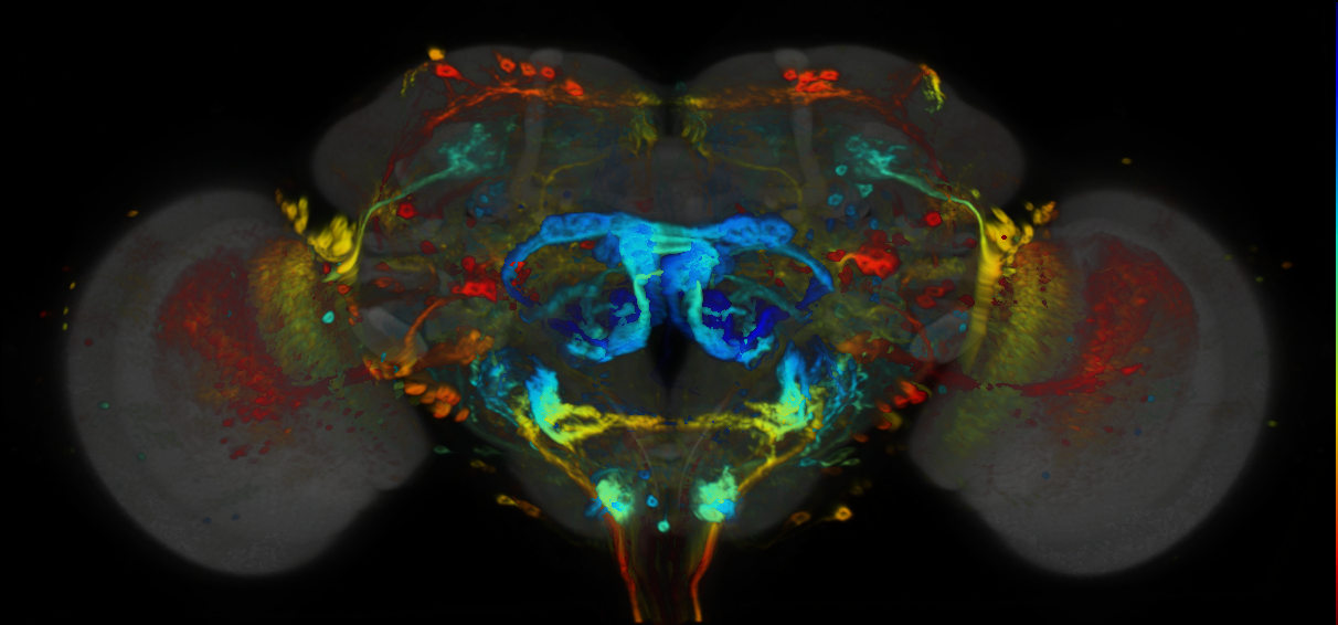 P{VT040747-GAL4} expression pattern