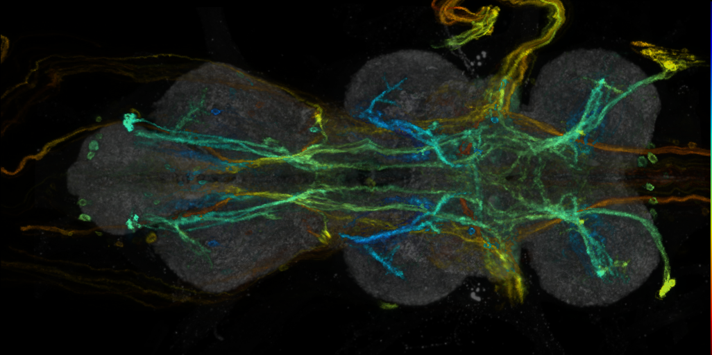 P{VT040747-GAL4} expression pattern