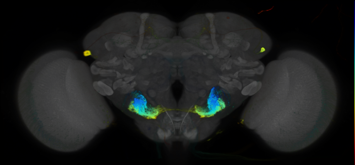 P{VT042573-GAL4} expression pattern