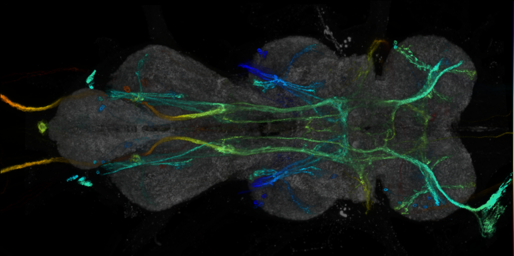 P{VT042573-GAL4} expression pattern