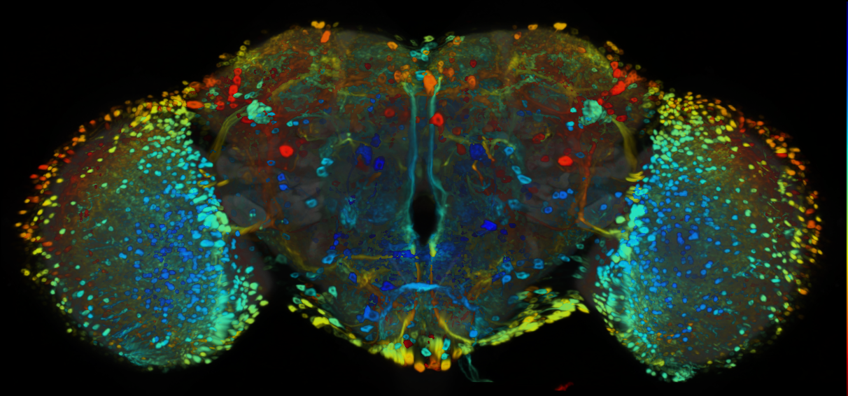 P{VT042727-GAL4} expression pattern