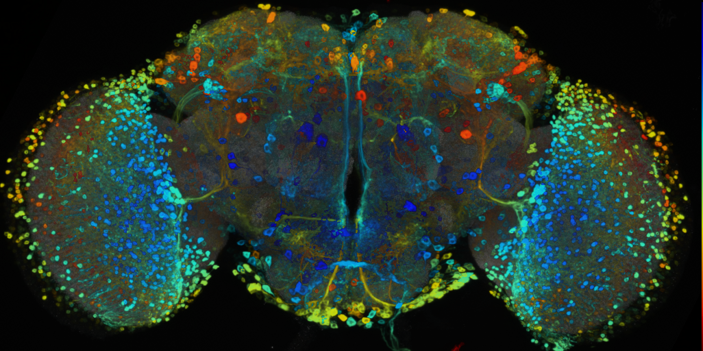 P{VT042727-GAL4} expression pattern