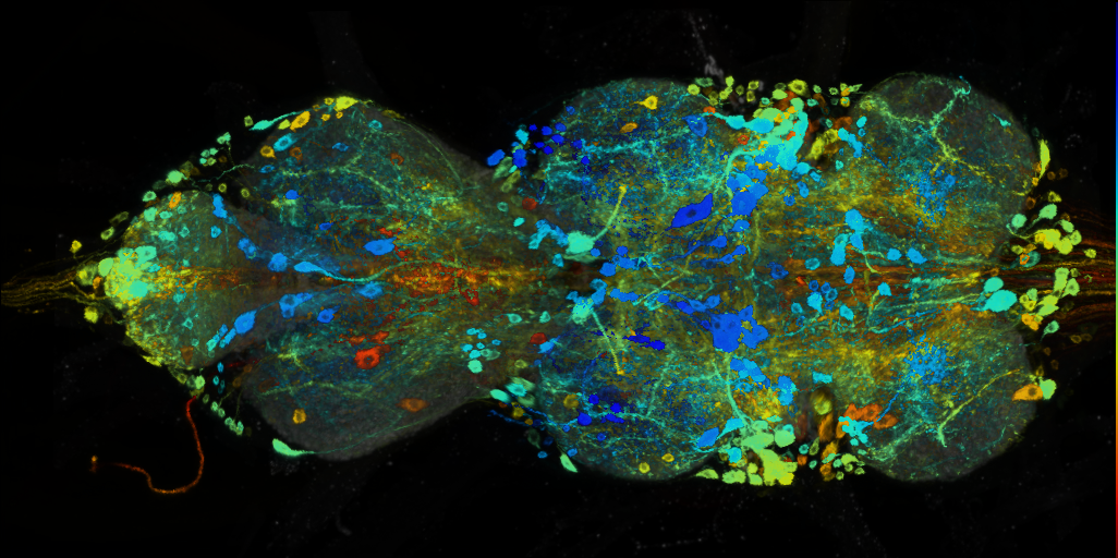 P{VT042727-GAL4} expression pattern