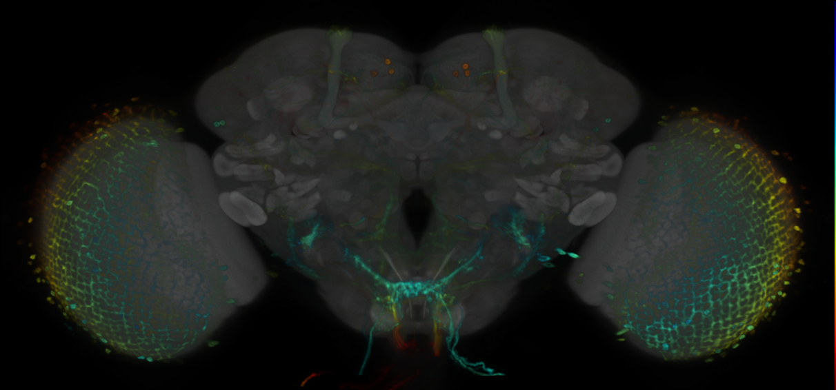 P{VT042740-GAL4} expression pattern