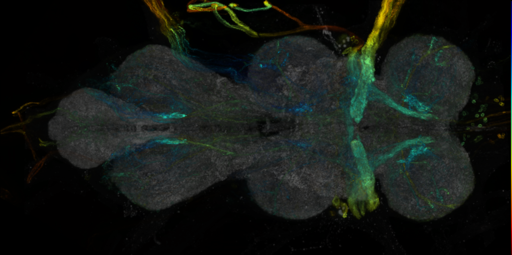 P{VT042740-GAL4} expression pattern