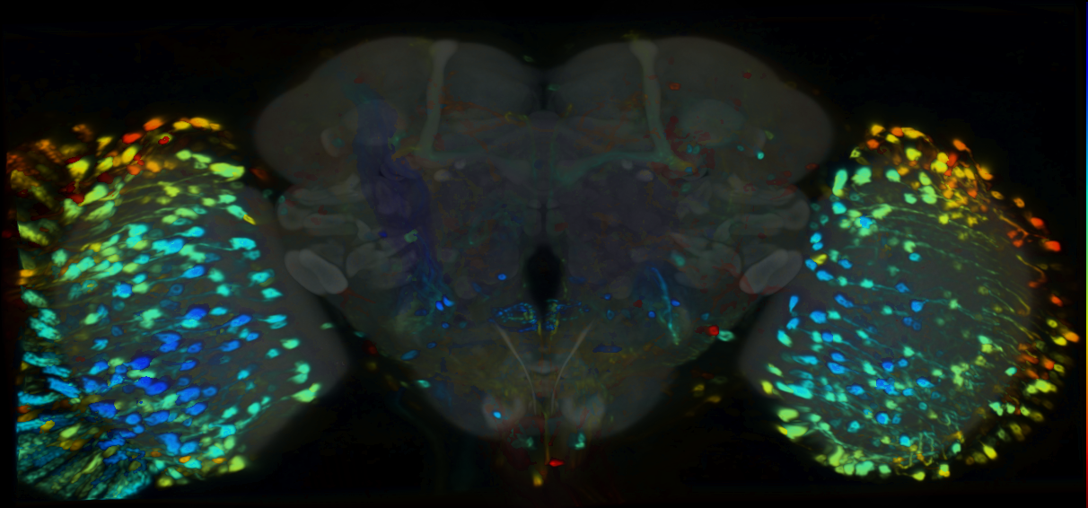 P{VT042765-GAL4} expression pattern