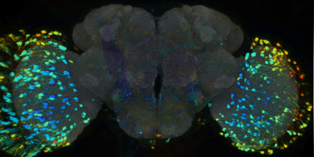 P{VT042765-GAL4} expression pattern