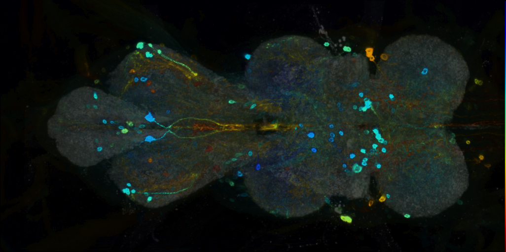 P{VT042765-GAL4} expression pattern