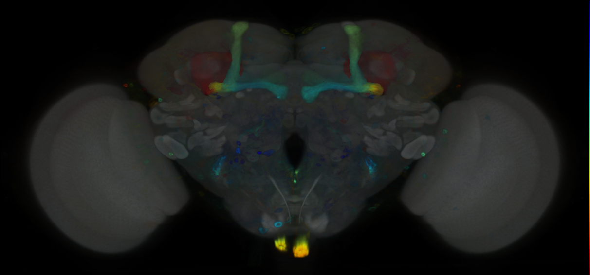 P{VT042790-GAL4} expression pattern