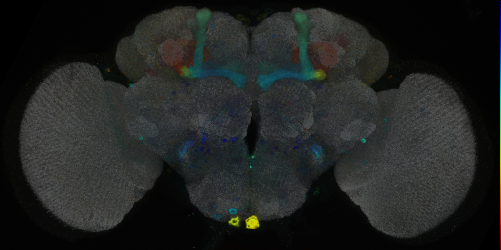 P{VT042790-GAL4} expression pattern