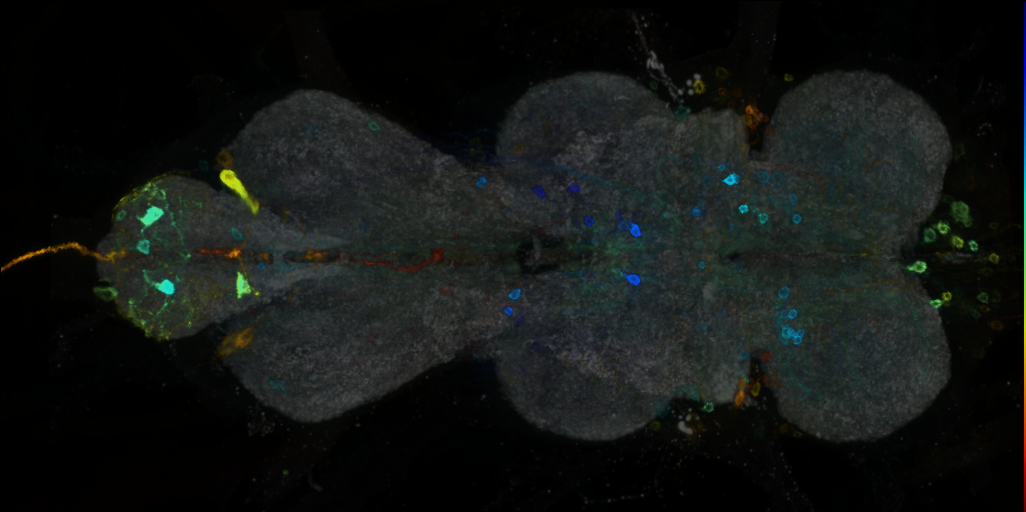 P{VT042790-GAL4} expression pattern
