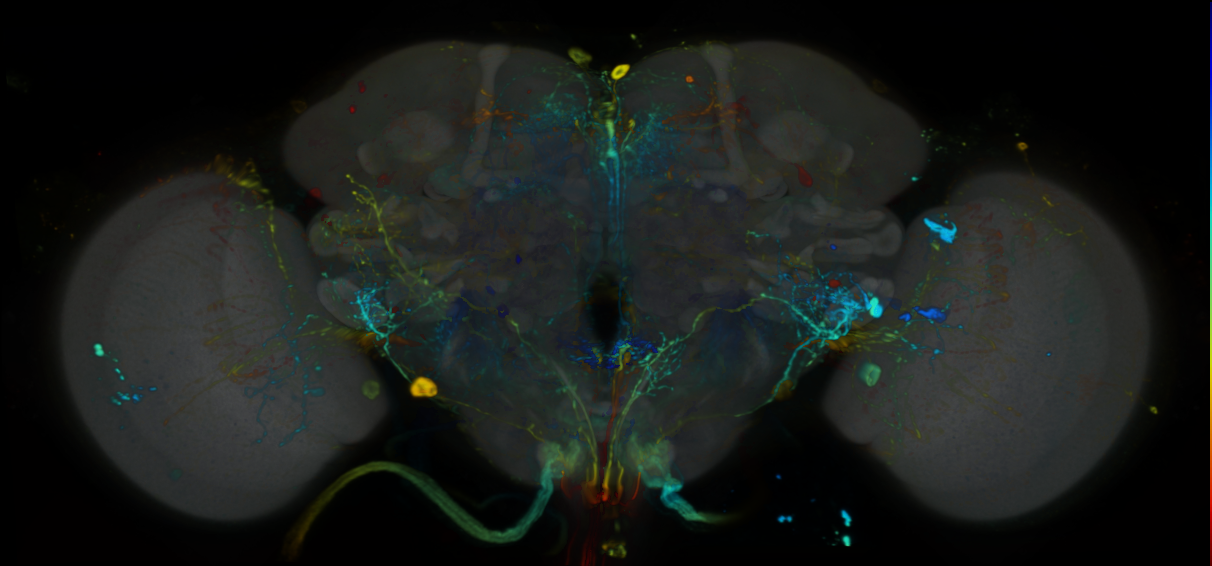 P{VT042832-GAL4} expression pattern