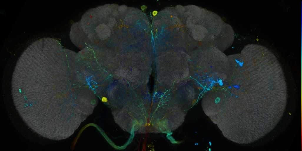 P{VT042832-GAL4} expression pattern