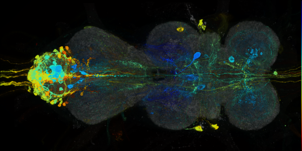 P{VT042832-GAL4} expression pattern