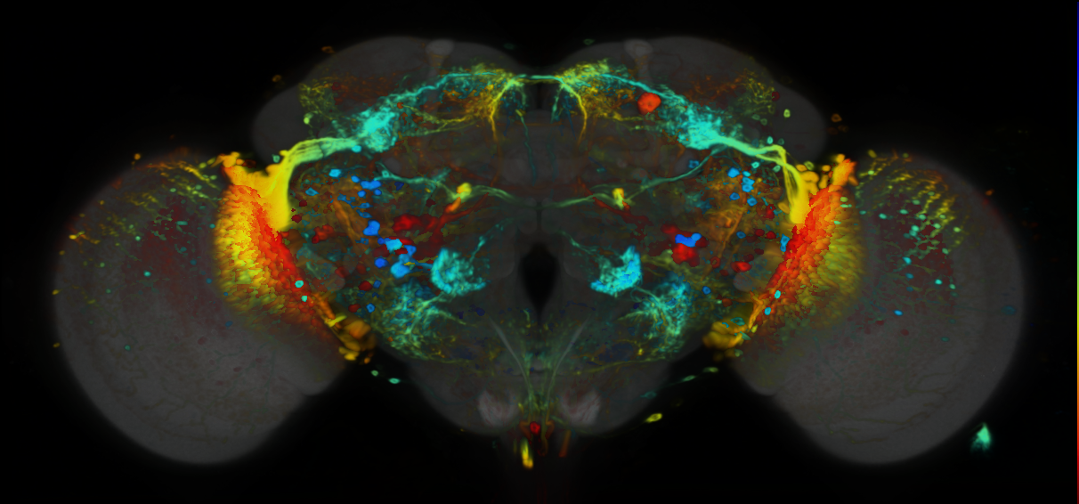 P{VT043054-GAL4} expression pattern