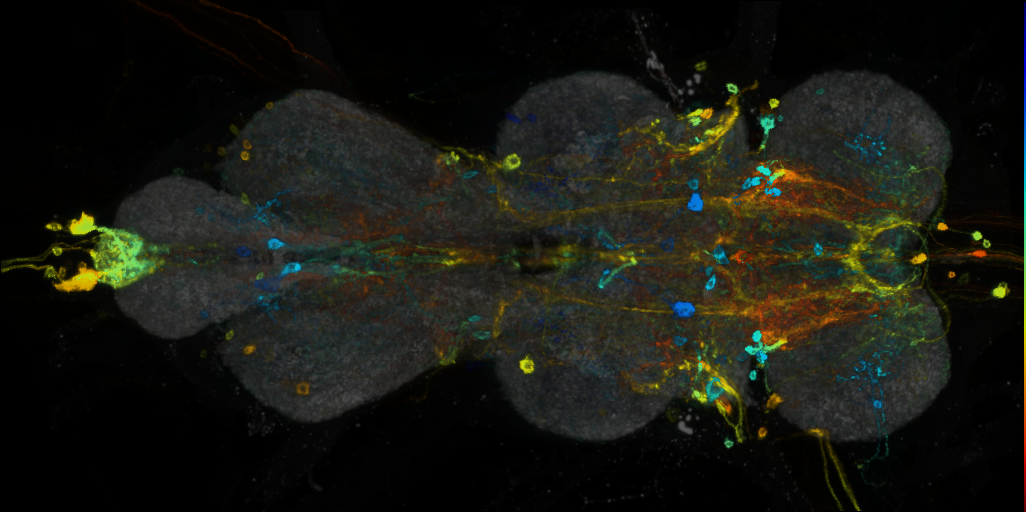 P{VT043054-GAL4} expression pattern