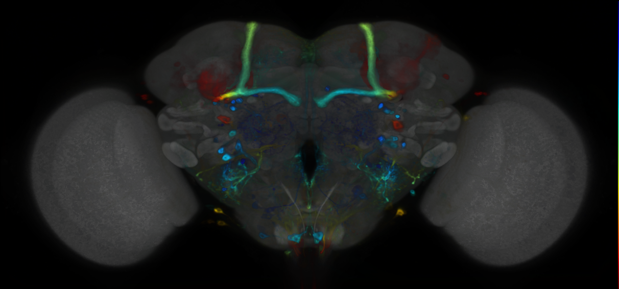 P{VT043290-GAL4} expression pattern