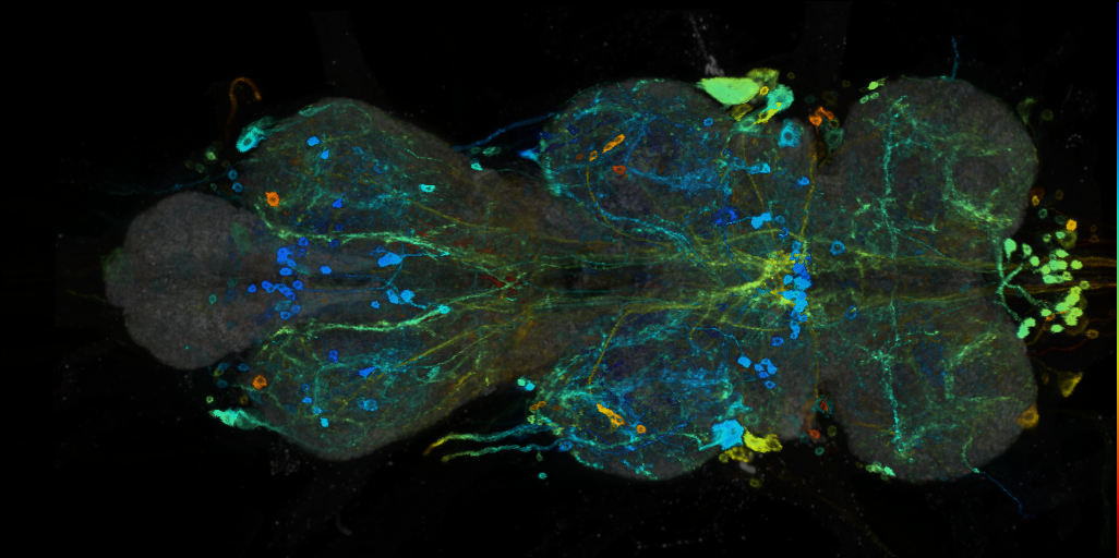 P{VT043290-GAL4} expression pattern