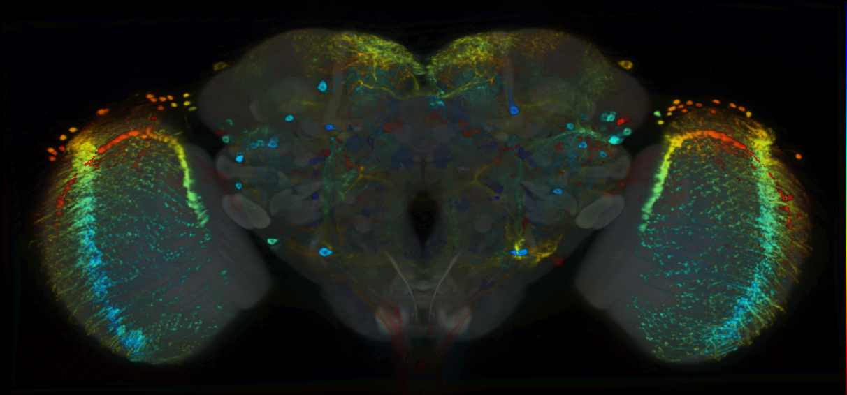 P{VT043294-GAL4} expression pattern