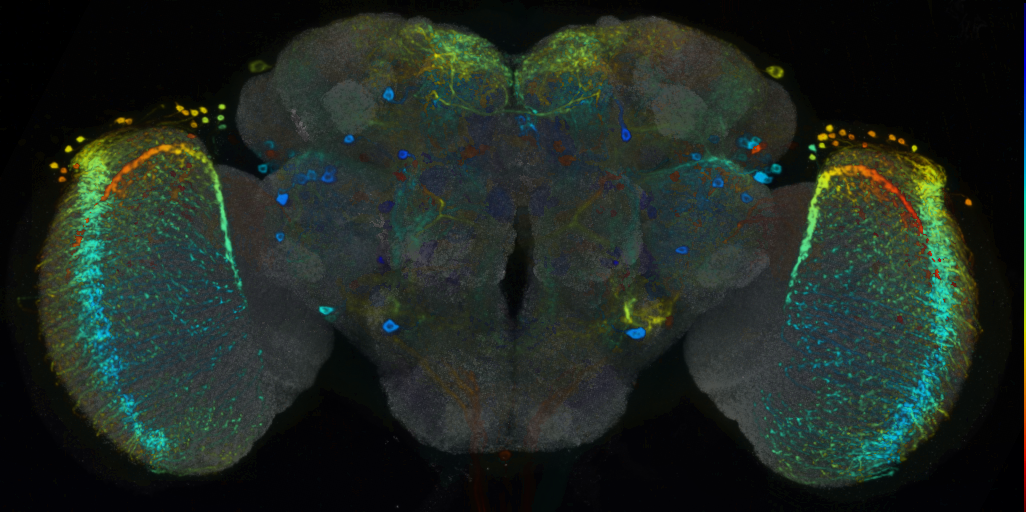 P{VT043294-GAL4} expression pattern