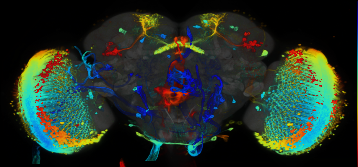P{VT043400-GAL4} expression pattern