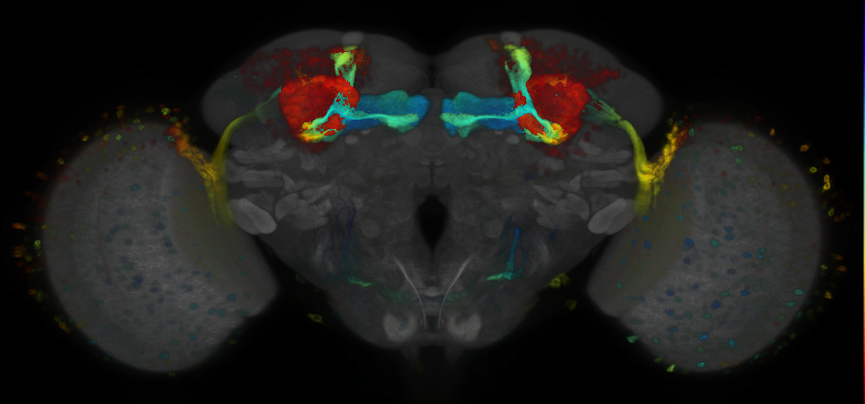 P{VT043656-GAL4} expression pattern