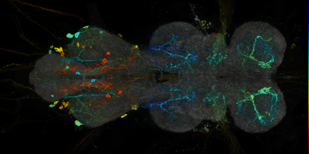 P{VT043656-GAL4} expression pattern