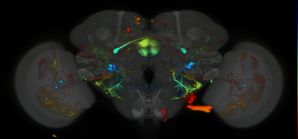 P{VT043663-GAL4} expression pattern
