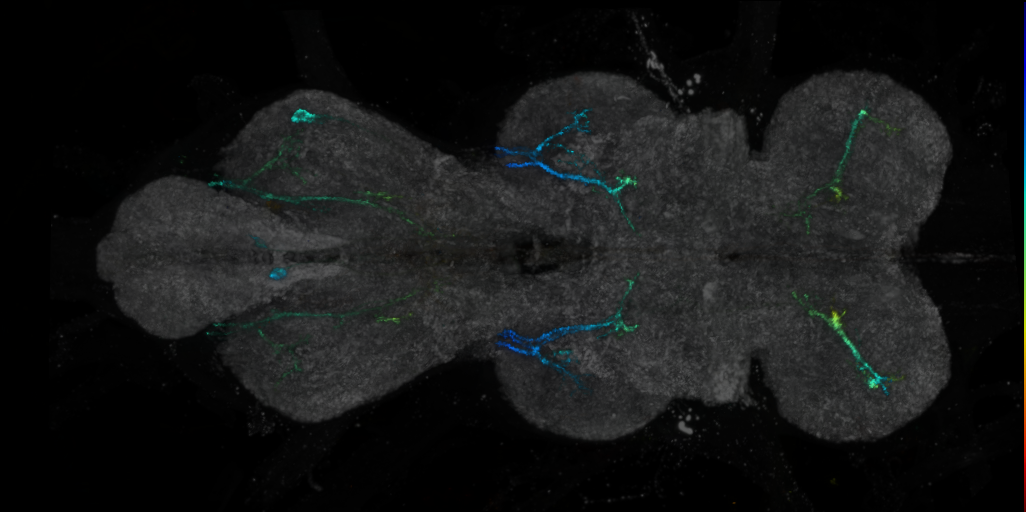 P{VT043663-GAL4} expression pattern