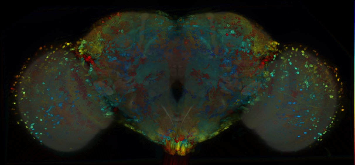 P{VT043783-GAL4} expression pattern
