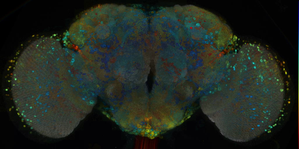 P{VT043783-GAL4} expression pattern