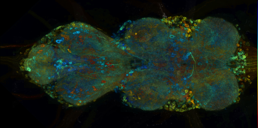 P{VT043783-GAL4} expression pattern
