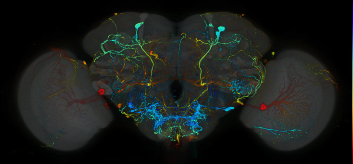P{VT044168-GAL4} expression pattern