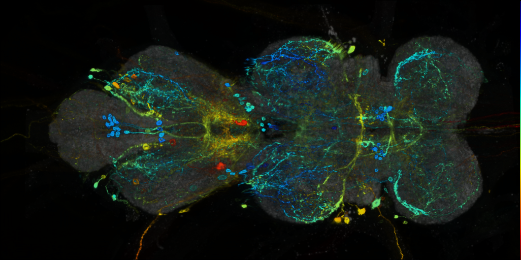 P{VT044168-GAL4} expression pattern