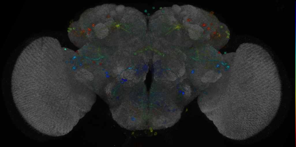 P{VT044179-GAL4} expression pattern
