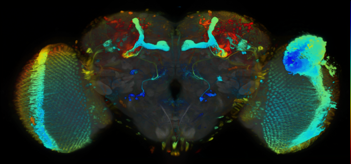 P{VT044330-GAL4} expression pattern
