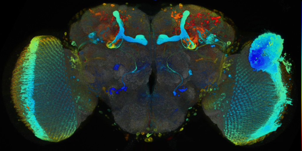 P{VT044330-GAL4} expression pattern