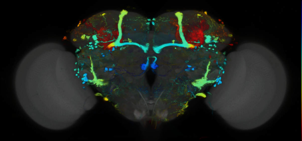P{VT044340-GAL4} expression pattern
