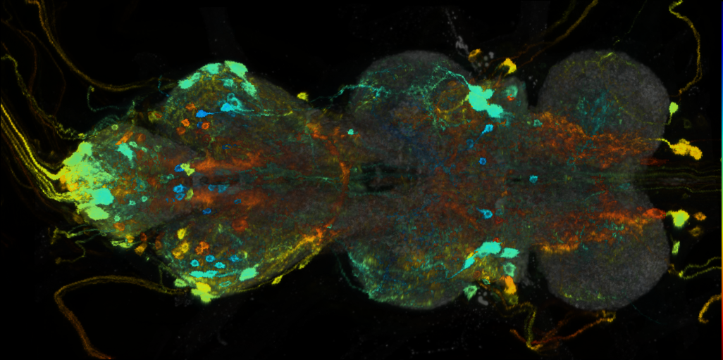 P{VT044340-GAL4} expression pattern