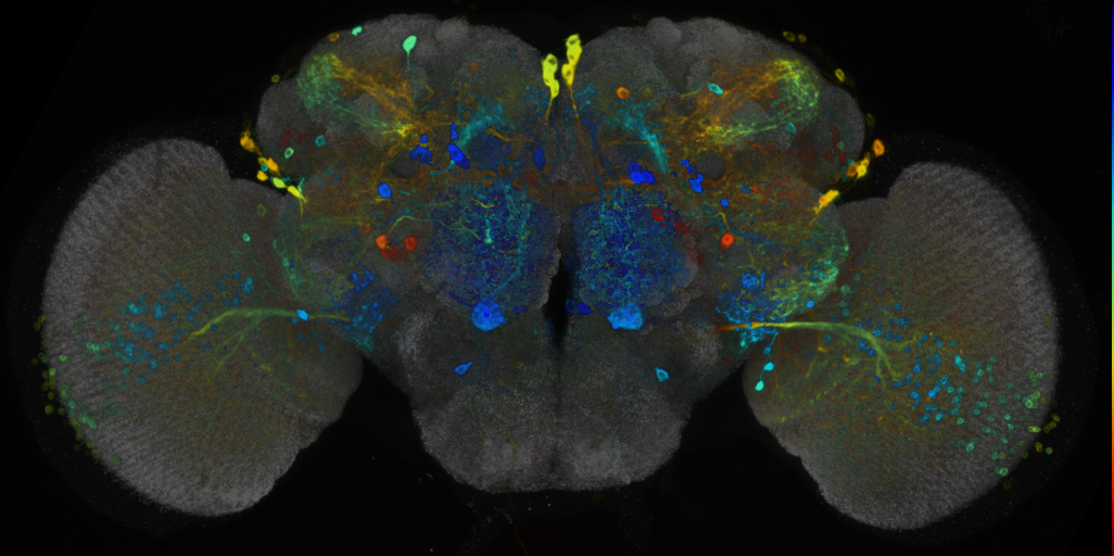P{VT044650-GAL4} expression pattern
