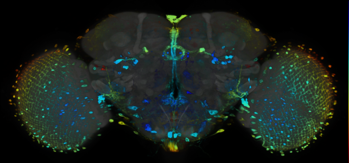 P{VT044709-GAL4} expression pattern