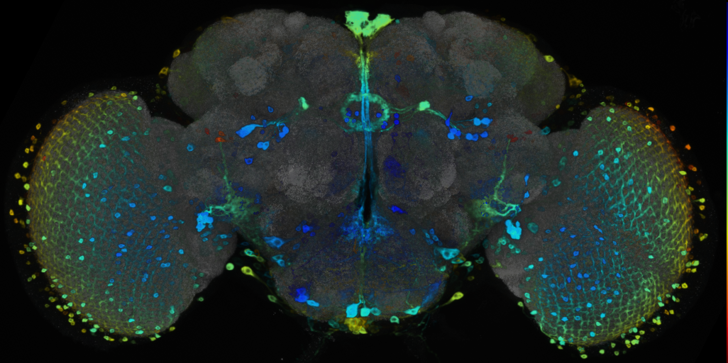 P{VT044709-GAL4} expression pattern